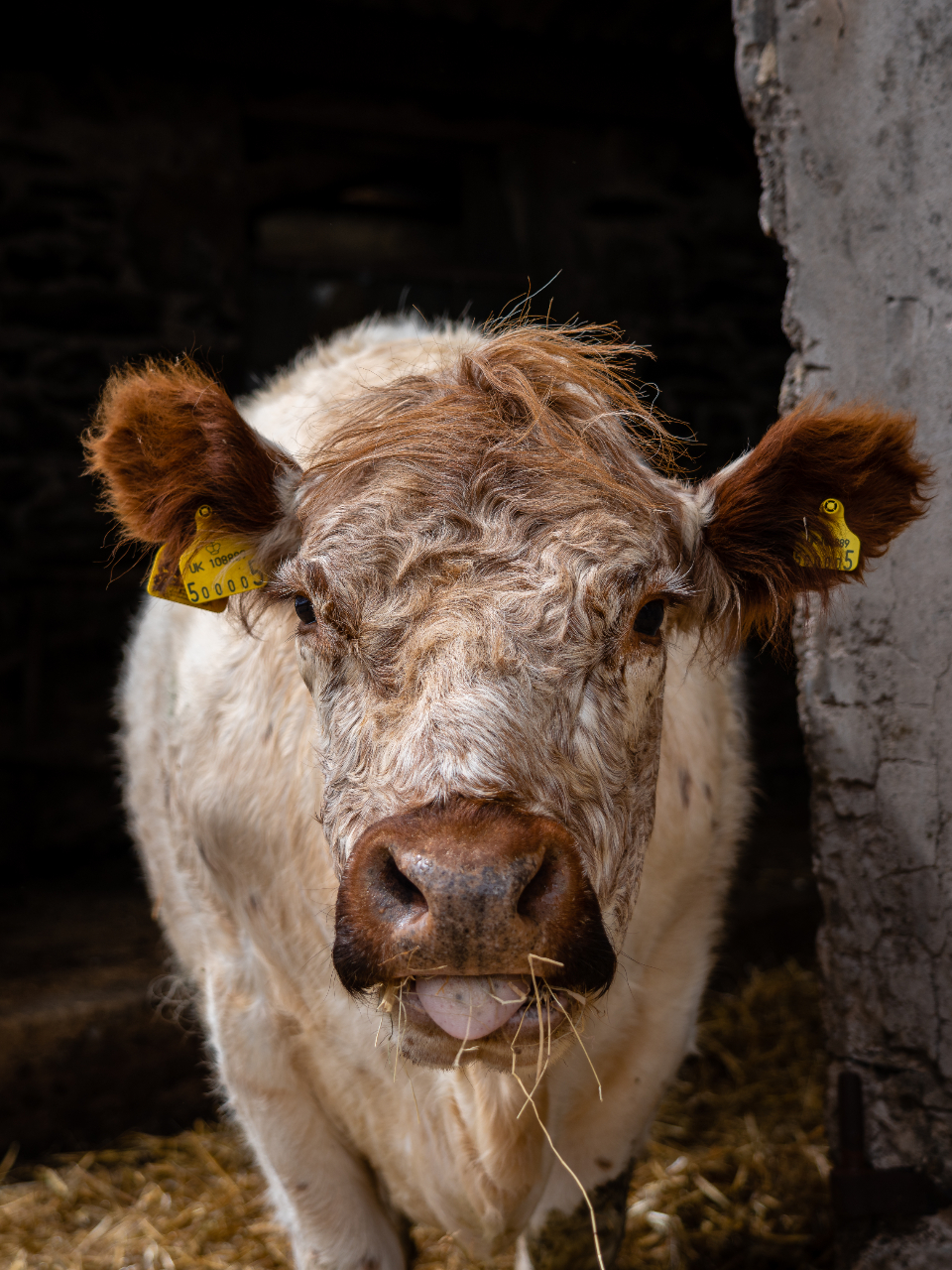 A cow
