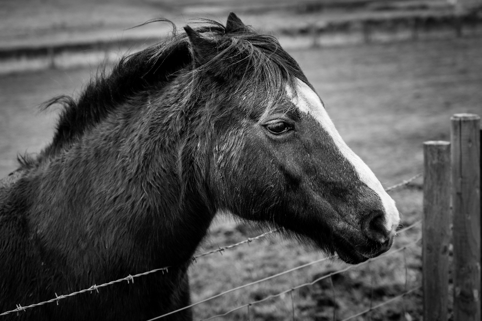 Head of a horse