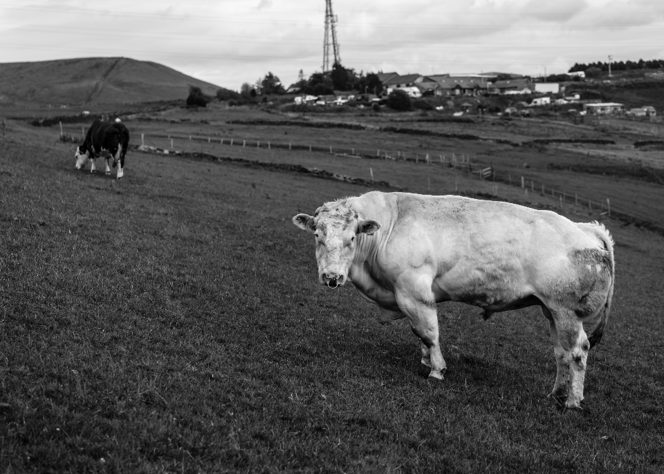 Cows in a field