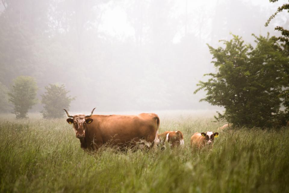 Field of green grass