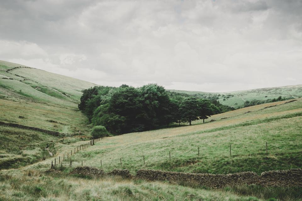 Field of green grass