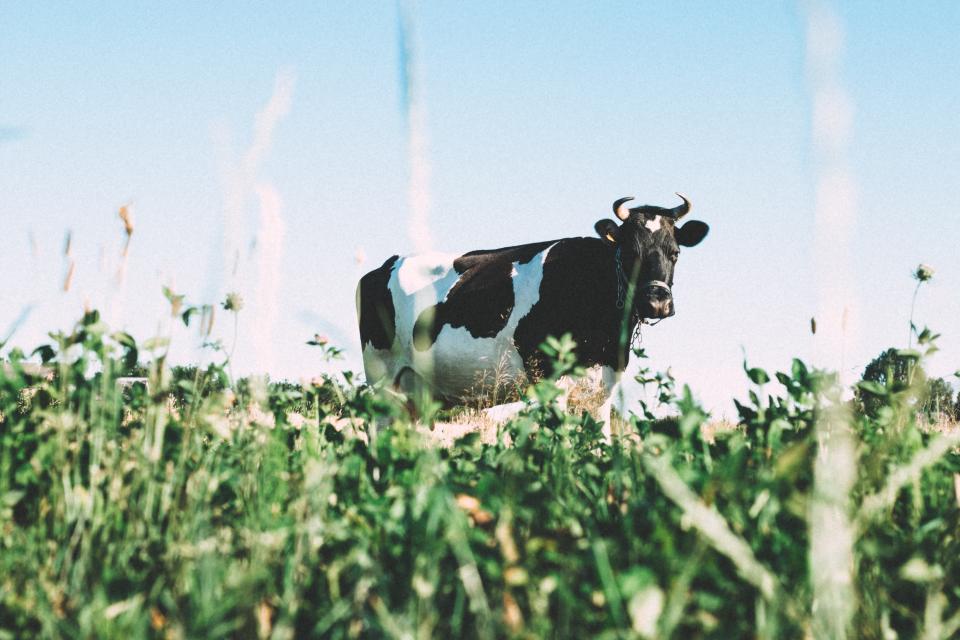 Cows grazing